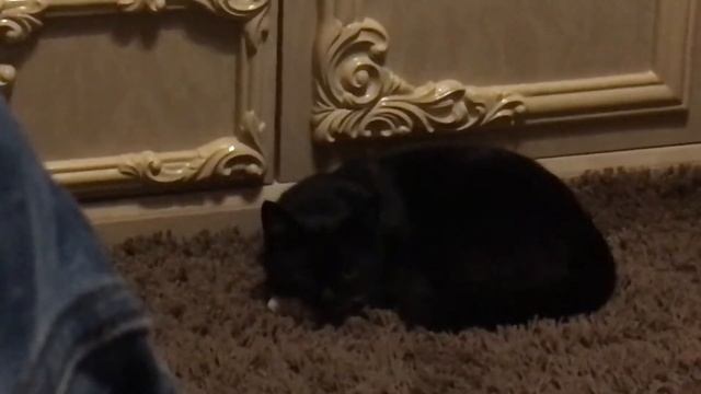 Любят ли кошки своих хозяев ?! смотреть онлайн