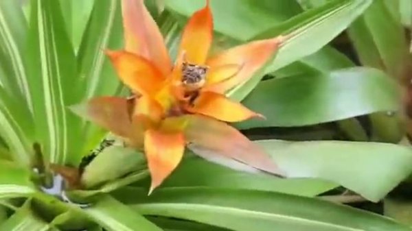 Bromelia Guzmania Lingulata (Bintang Merah)