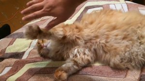 Cat sneezes - кот чихает