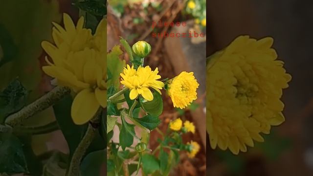 Chrysanthemum indicum flowering смотреть онлайн