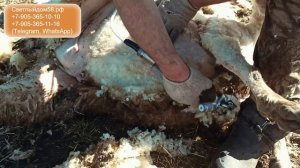 Жесткий тест: Машинка для стрижки овец МСУ-200 - ЛЕГЕНДА в действии! Лучшие машинки для стрижки ове