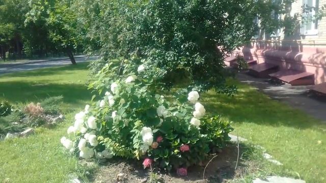 "Созрели вишни в саду.." под окнами у москвичей). смотреть онлайн