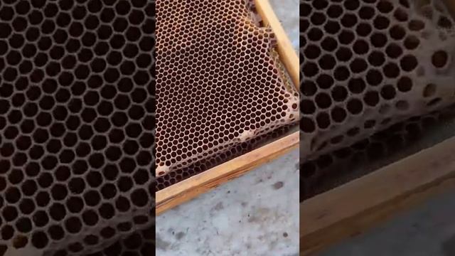 виды ячеек на сотах пчёл ? смотреть онлайн