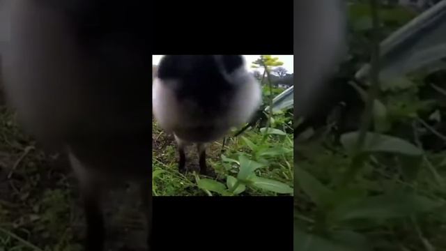 Лиса смотреть онлайн