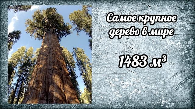 САМЫЕ ДОЛГОЖИВУЩИЕ ДЕРЕВЬЯ смотреть онлайн