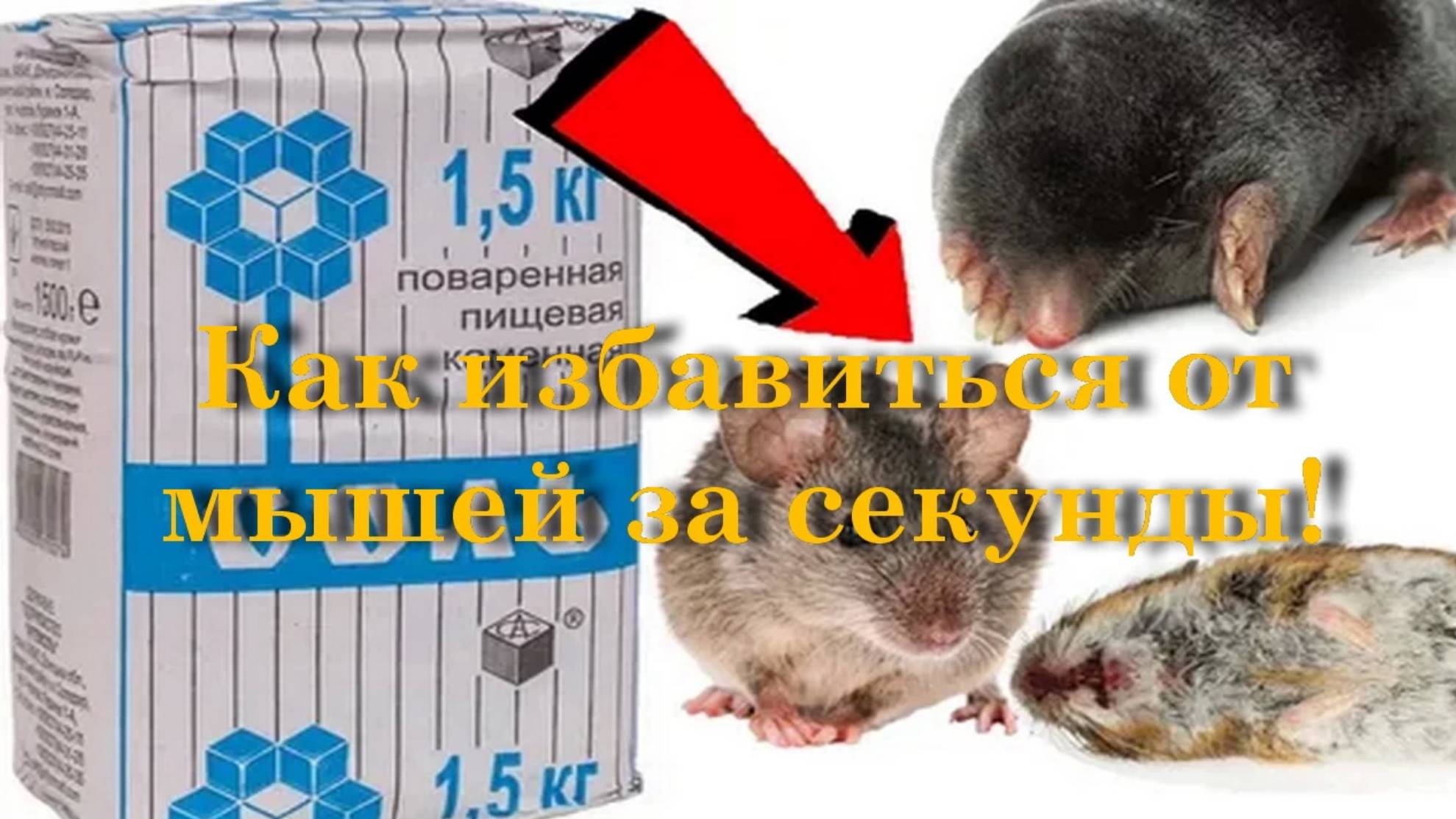Как избавиться от мышей за секунды! смотреть онлайн