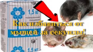 Как избавиться от мышей за секунды!