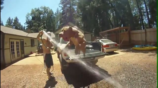 весёлые питбули игры развлечения смотреть онлайн