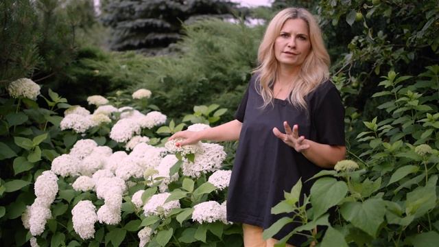 Hortensja Annabelle - uprawa, pielęgnacja. Różnice pomiędzy Annabelle a Strong Annabelle. смотреть онлайн