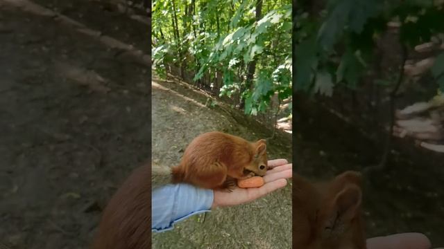 Белочка ?️ снова возвращается, залезает сама и уносит прятать орешки и возвращается снова | # 66 смотреть онлайн