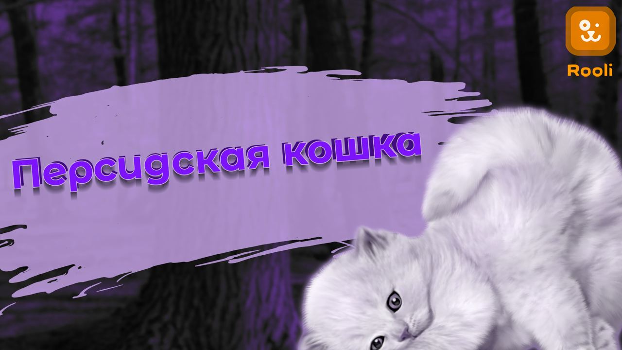 Персидские кошки: Красивые, ласковые и грациозные смотреть онлайн