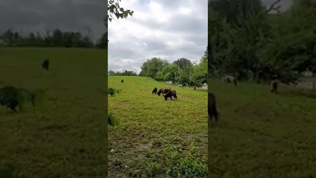 контактный зоопарк в Германии. Tierpark смотреть онлайн