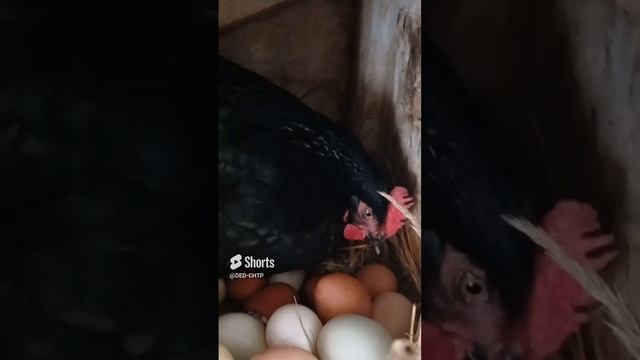 КУРЫ СОШЛИ С УМА!!! КУДА ДЕВАТЬ ЯЙЦО!!! смотреть онлайн