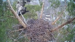 Спаривание молодого самца и взрослой самки солнечных орлов