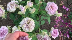 Грядки редких сортов роз, питомник maryroses.ru