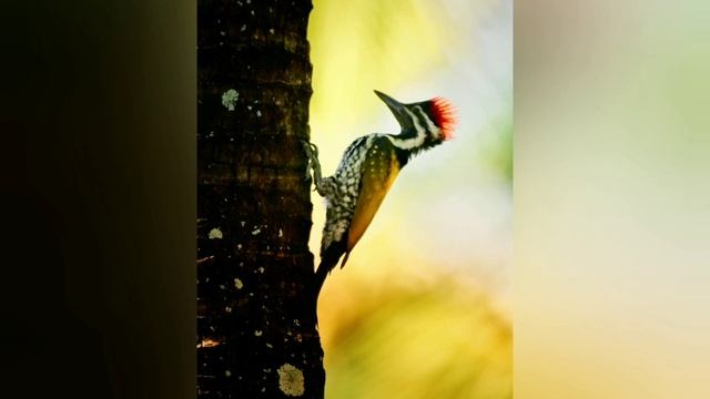nikon d780 wildlife photography with nikon 200-500 f5.6 lens kingfisher смотреть онлайн