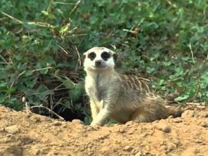 Жизнь замечательных зверей на канале Карусель