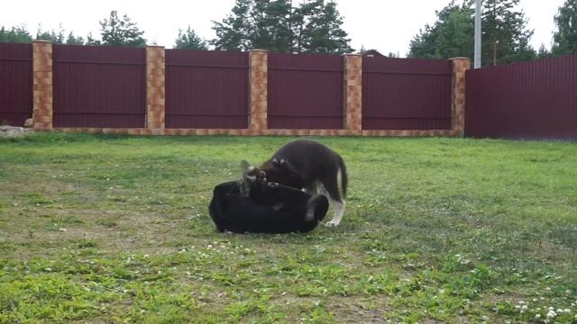 Продается щенок-сука (светлый чепрак) 3 мес смотреть онлайн