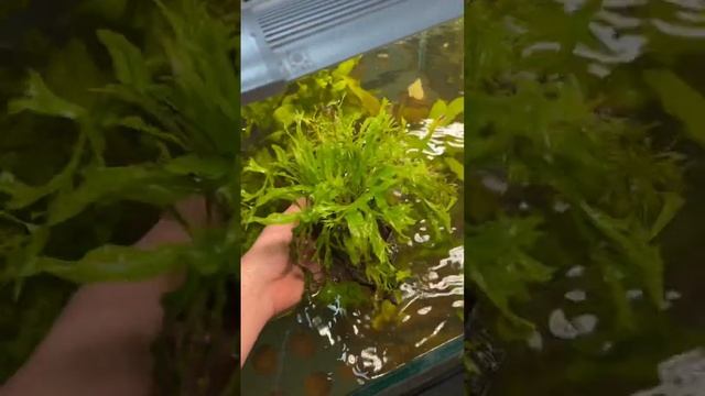 Microsorum on driftwood #shorts #aquarium #plants смотреть онлайн