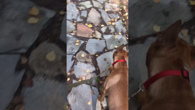 Осенняя прогулка по парку Бультерьер Скуби Ду смотреть онлайн