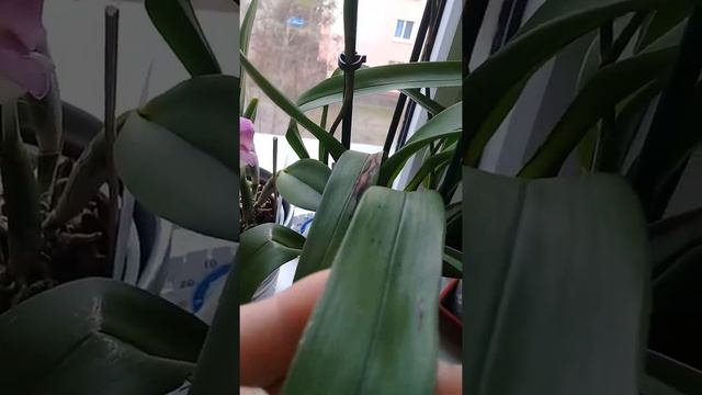 Опытные любители орхидей, дайте пожалуйста совет !! смотреть онлайн