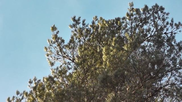 Лес в Каннельярви смотреть онлайн