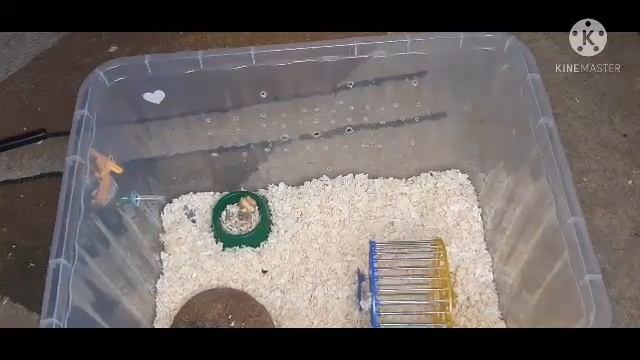 Протираю хвост крысе смотреть онлайн