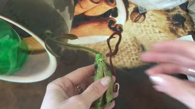 Манго от проращивания косточки до посадки в грунт! Самый простой способ! смотреть онлайн