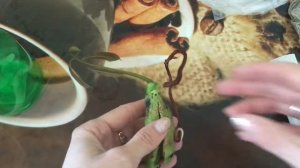 Манго от проращивания косточки до посадки в грунт! Самый простой способ!