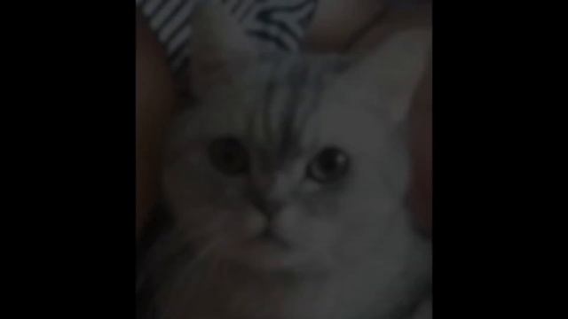 Кот с расщепленным нёбом смотреть онлайн