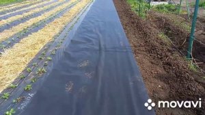 грядки для #Малины Маравила.