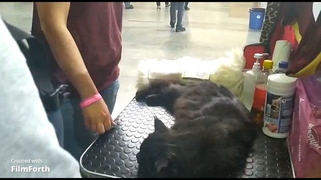 Выставка домашних животных 2022, Вена- Австрия/Pet Show 2022, Vienna- Austria смотреть онлайн