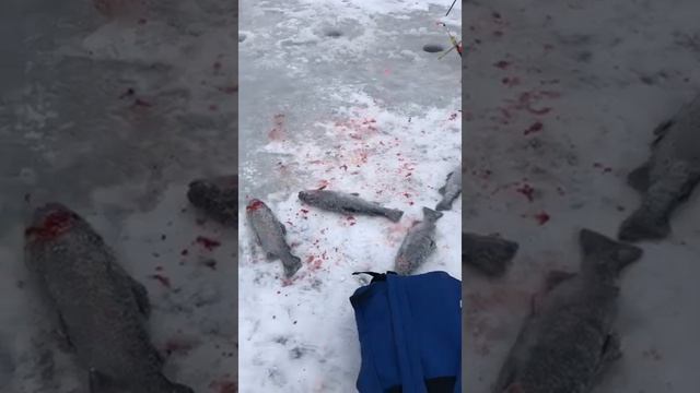Рыбалка в Капустино. смотреть онлайн