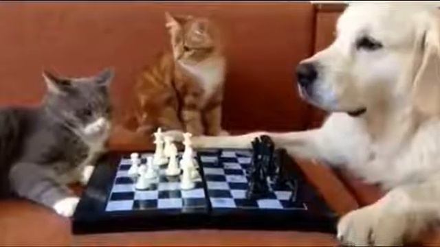 Животные играют в шахматы смотреть онлайн