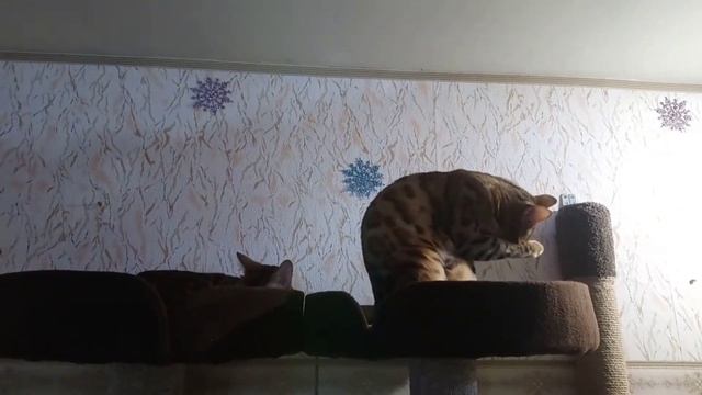 Бенгальская кошка и кот Сафари смотреть онлайн