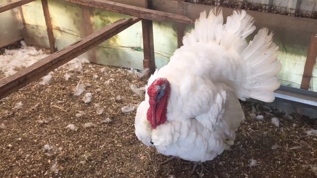 Индюк Белый Широкогрудый. Вес тушки в 6 месяцев. смотреть онлайн