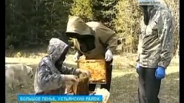 В Устьянском районе появились кураторы-пчеловоды смотреть онлайн