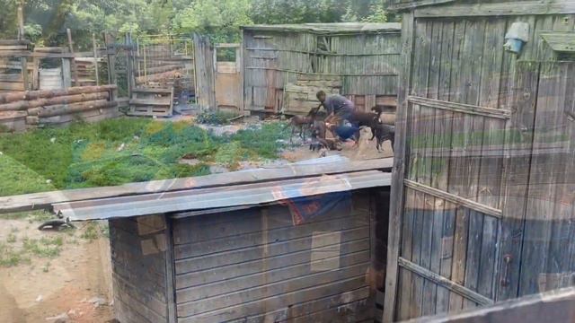 Помощь питомнику для собак смотреть онлайн