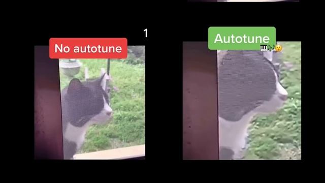 Wha Wha Cat  No Autotune & Autotune Edit