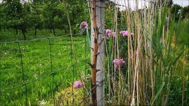 День на озере. Природа Польши. смотреть онлайн