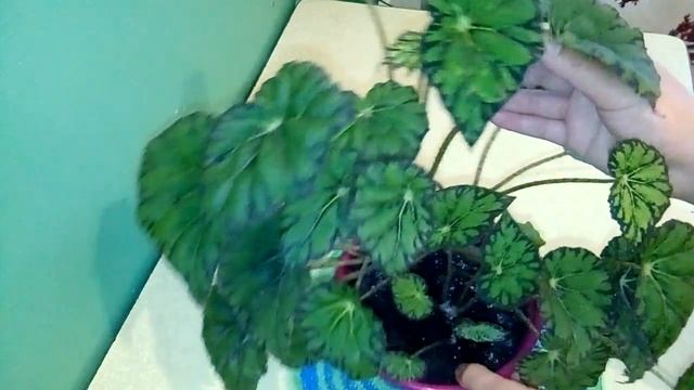 Бегония тигровая смотреть онлайн