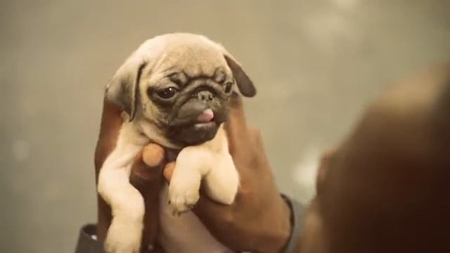 Schwinn - Волшебный звонок смотреть онлайн