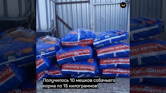 В Новороссийске школьник потратил весь выигрыш конкурса на корм для бездомных собак смотреть онлайн