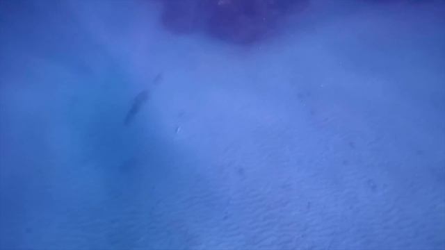 Столько ЛОБСТЕРОВ я еще не ВИДЕЛ открытие сезона лобстеров в МАЙАМИ Spearfishing смотреть онлайн