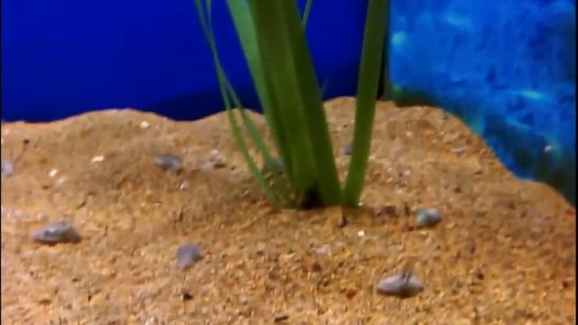 Cute baby cuttlefish! | crías de sepia (Sepia officinalis) | Acuario de Sevilla смотреть онлайн