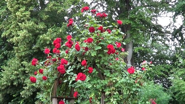 Sony HDR-CX250E Test ROTE ROSEN 1080p FULL HD