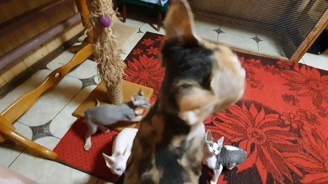 Наши котята Девон Рекс, вечерние игры смотреть онлайн