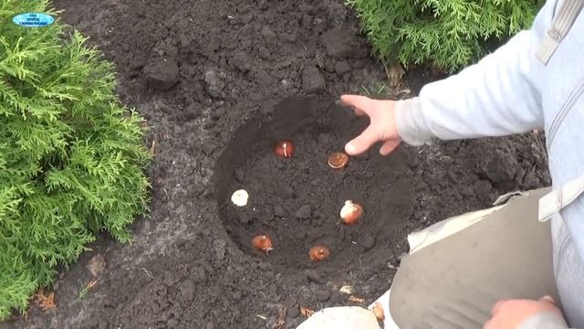 ОСЕННЯЯ ПОСАДКА ЛУКОВИЧНЫХ ЦВЕТОВ-ТЮЛЬПАНОВ И НАРЦИССОВ! смотреть онлайн