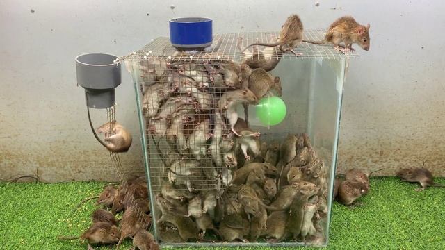 best mousetrap in the world / Mouse traps from easy-to-find materials /Safe and effective mouse tra смотреть онлайн