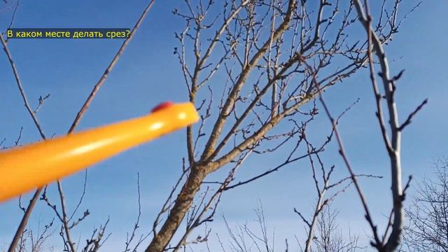 Обрезка слива, февраль. Для новичков от новичка смотреть онлайн